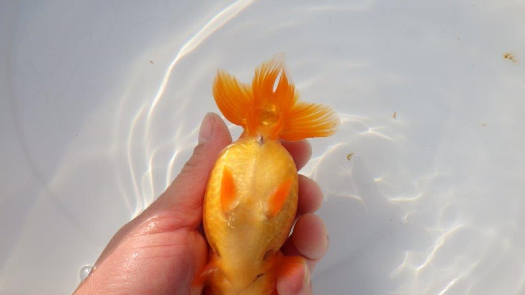 【三重ブリーダー】頭が良く尾張りも良い背◎当歳らんちゅう　明け二歳魚　 　約13ｃｍ　メス？