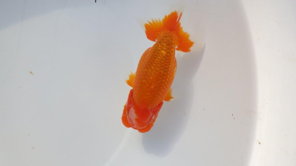 【三重ブリーダー】尾型が良く上見最高！種にもお勧めらんちゅう　明け二歳魚　 　約13ｃｍ　オス？