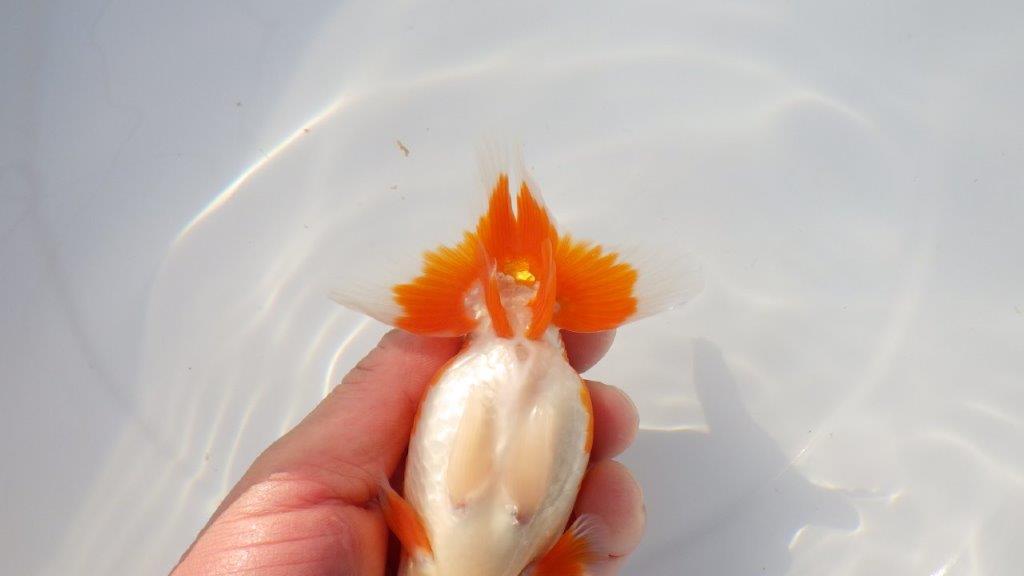 【三重ブリーダー】尾型が良く上見最高！種にもお勧めらんちゅう　明け二歳魚　 　約13ｃｍ　オス？