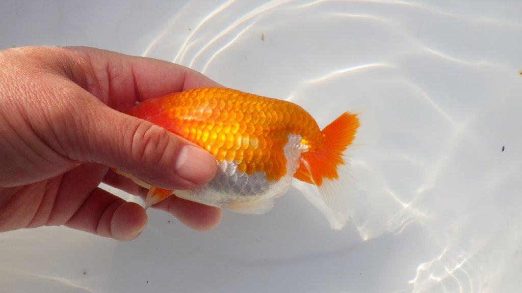 【三重ブリーダー】尾型が良く上見最高！種にもお勧めらんちゅう　明け二歳魚　 　約13ｃｍ　オス？