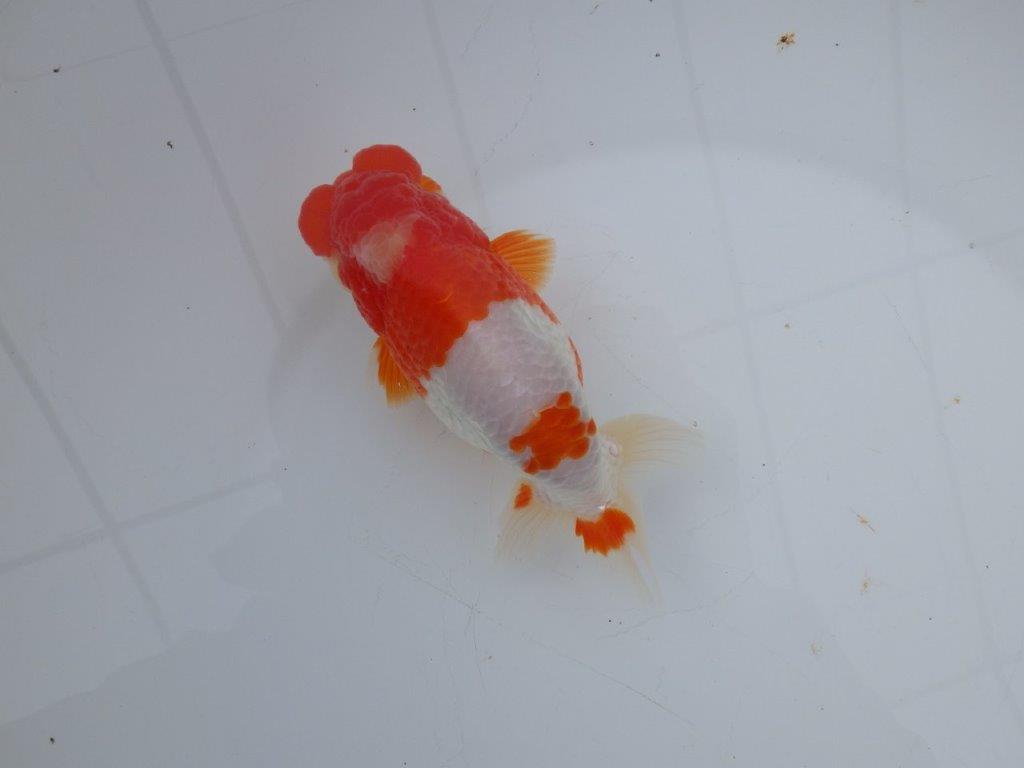 【愛知超ベテランブリーダー 都築氏 作出】インパクトのある当歳らんちゅう 約13,5㎝  四ッ尾 二本舵 オス