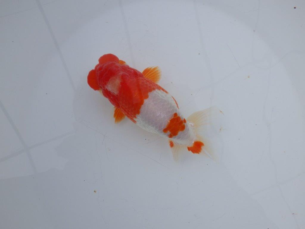 【愛知超ベテランブリーダー 都築氏 作出】インパクトのある当歳らんちゅう 約13,5㎝  四ッ尾 二本舵 オス