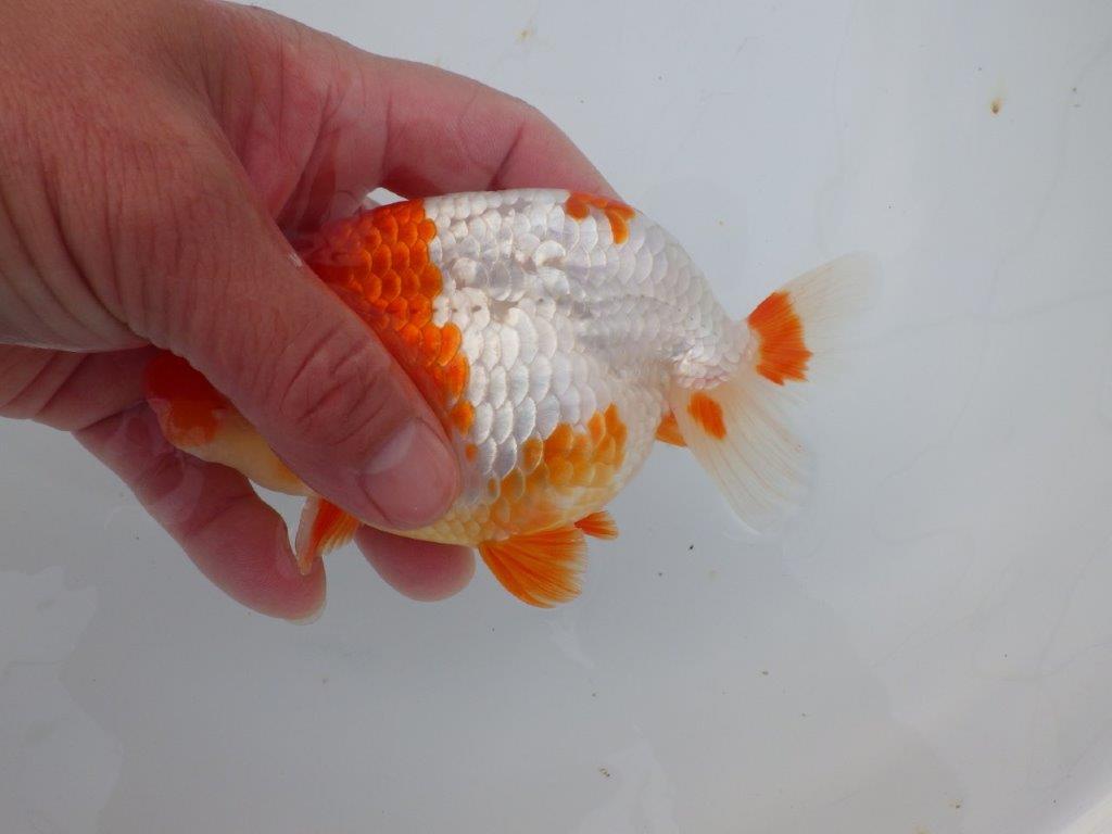 【愛知超ベテランブリーダー 都築氏 作出】インパクトのある当歳らんちゅう 約13,5㎝  四ッ尾 二本舵 オス