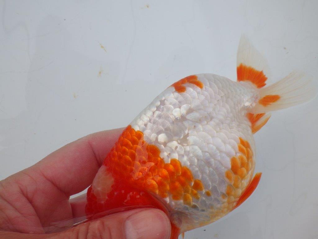 【愛知超ベテランブリーダー 都築氏 作出】インパクトのある当歳らんちゅう 約13,5㎝  四ッ尾 二本舵 オス