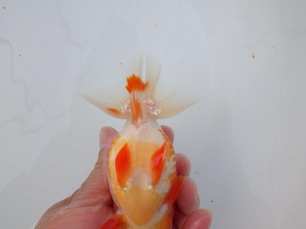 【愛知超ベテランブリーダー 都築氏 作出】インパクトのある当歳らんちゅう 約13,5㎝  四ッ尾 二本舵 オス