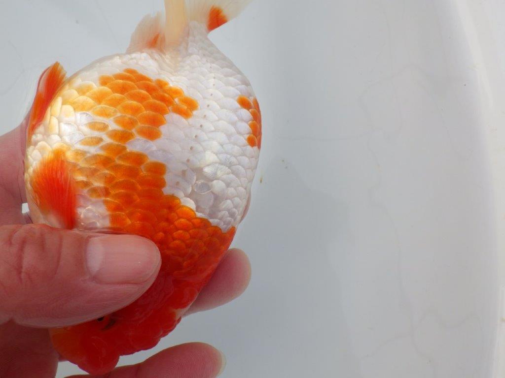 【愛知超ベテランブリーダー 都築氏 作出】インパクトのある当歳らんちゅう 約13,5㎝  四ッ尾 二本舵 オス