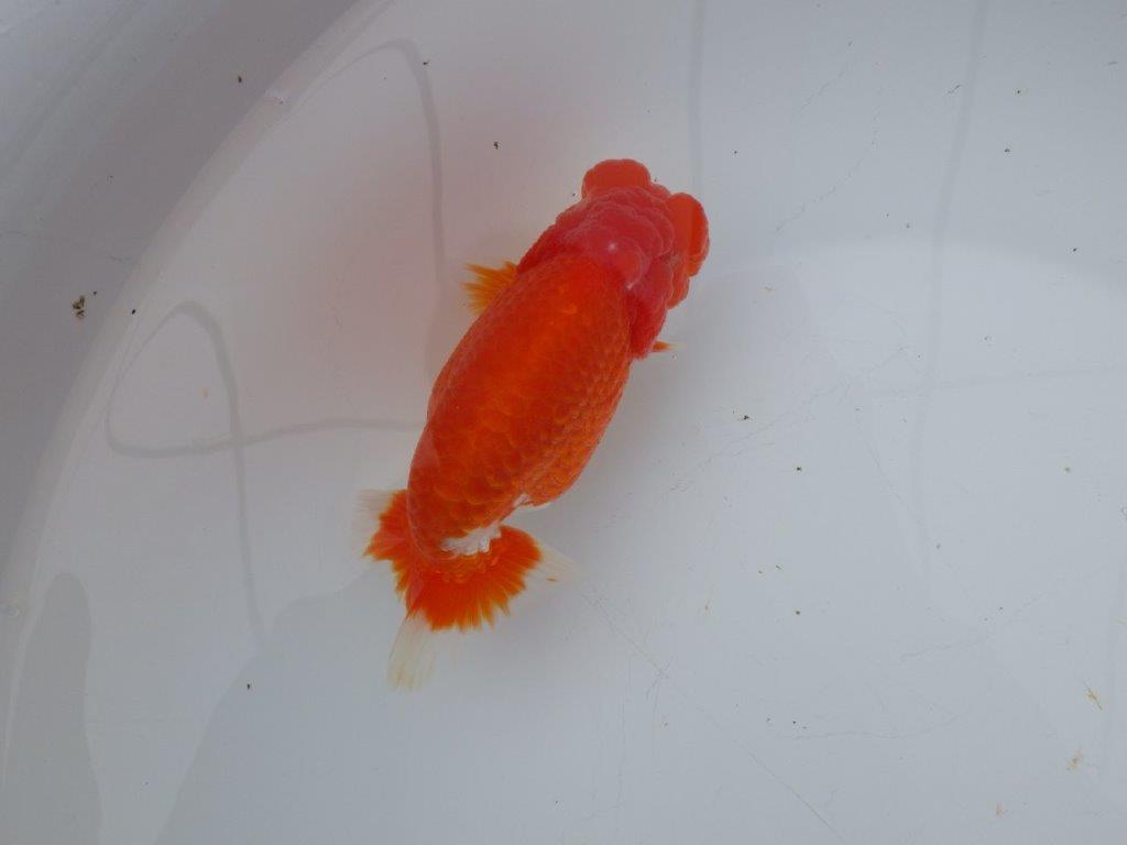 【愛知超ベテランブリーダー 都築氏 作出】二歳仕上げ!当歳らんちゅう 約13,5㎝  四ッ尾 二本舵 オス