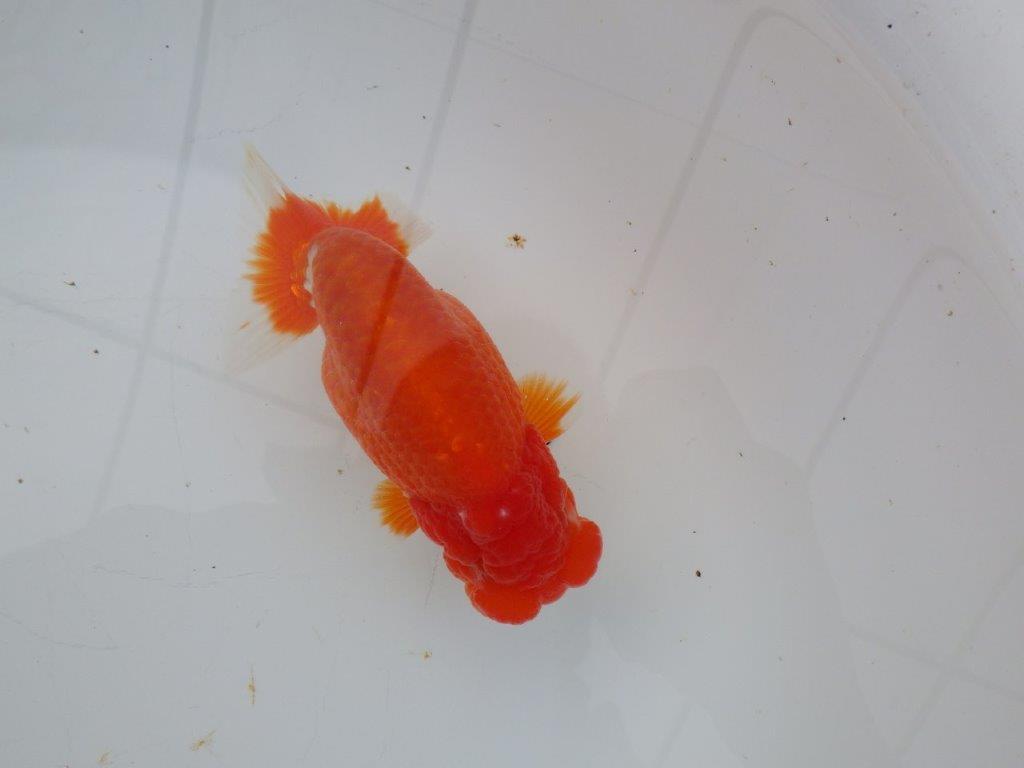 【愛知超ベテランブリーダー 都築氏 作出】二歳仕上げ!当歳らんちゅう 約13,5㎝  四ッ尾 二本舵 オス