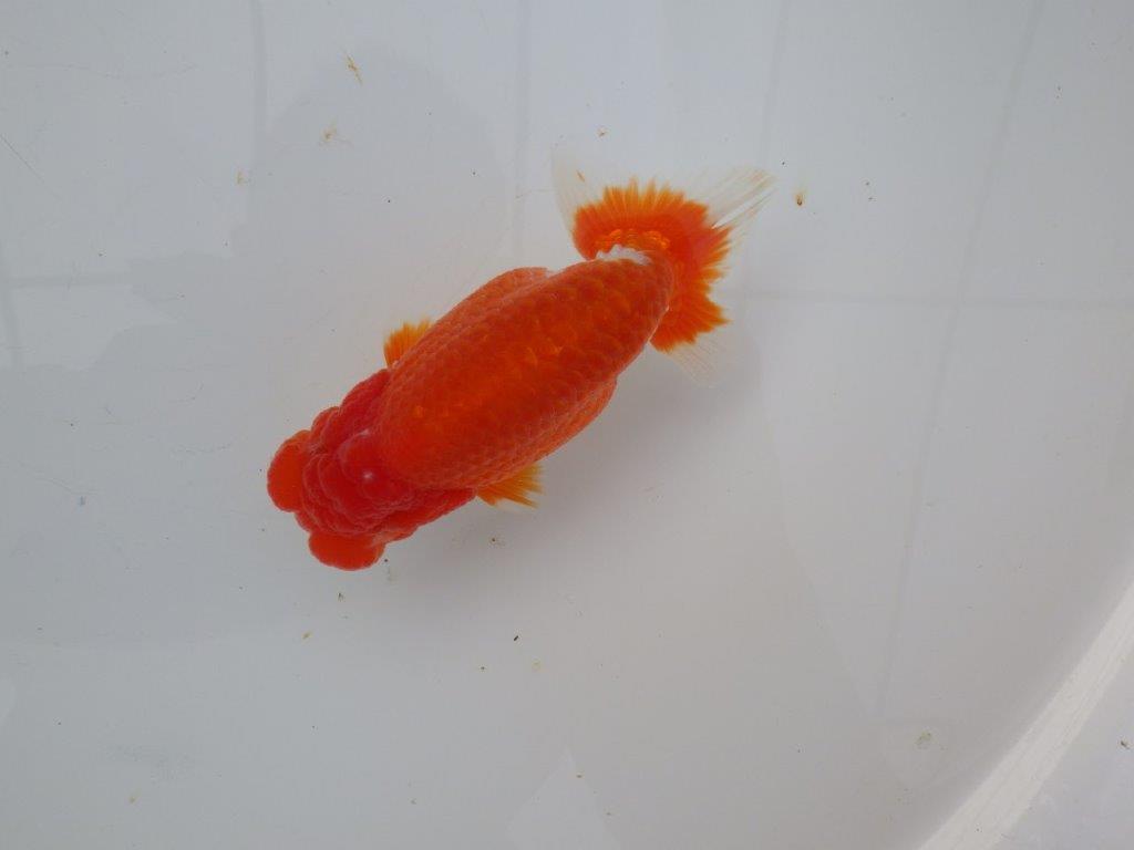 【愛知超ベテランブリーダー 都築氏 作出】二歳仕上げ!当歳らんちゅう 約13,5㎝  四ッ尾 二本舵 オス