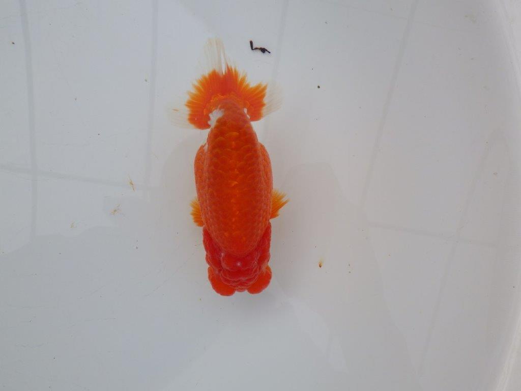 【愛知超ベテランブリーダー 都築氏 作出】二歳仕上げ!当歳らんちゅう 約13,5㎝  四ッ尾 二本舵 オス