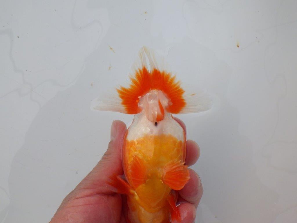 【愛知超ベテランブリーダー 都築氏 作出】二歳仕上げ!当歳らんちゅう 約13,5㎝  四ッ尾 二本舵 オス