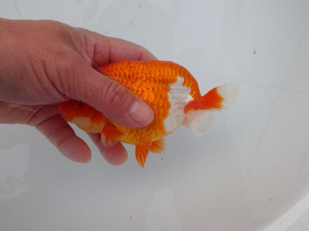 【愛知超ベテランブリーダー 都築氏 作出】二歳仕上げ!当歳らんちゅう 約13,5㎝  四ッ尾 二本舵 オス