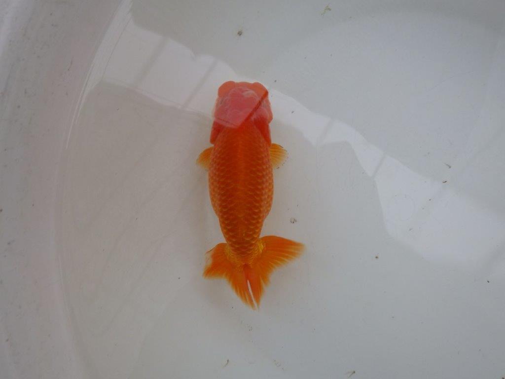 【 愛知ベテランブリーダー石黒氏 】二歳会に向けて！当歳らんちゅう 約1５㎝  四ッ尾 二本舵 メス