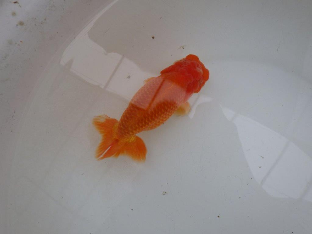 【 愛知ベテランブリーダー石黒氏 】二歳会に向けて！当歳らんちゅう 約1５㎝  四ッ尾 二本舵 メス