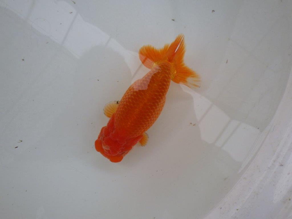 【 愛知ベテランブリーダー石黒氏 】二歳会に向けて！当歳らんちゅう 約1５㎝  四ッ尾 二本舵 メス