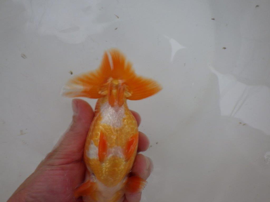 【 愛知ベテランブリーダー石黒氏 】二歳会に向けて！当歳らんちゅう 約1５㎝  四ッ尾 二本舵 メス