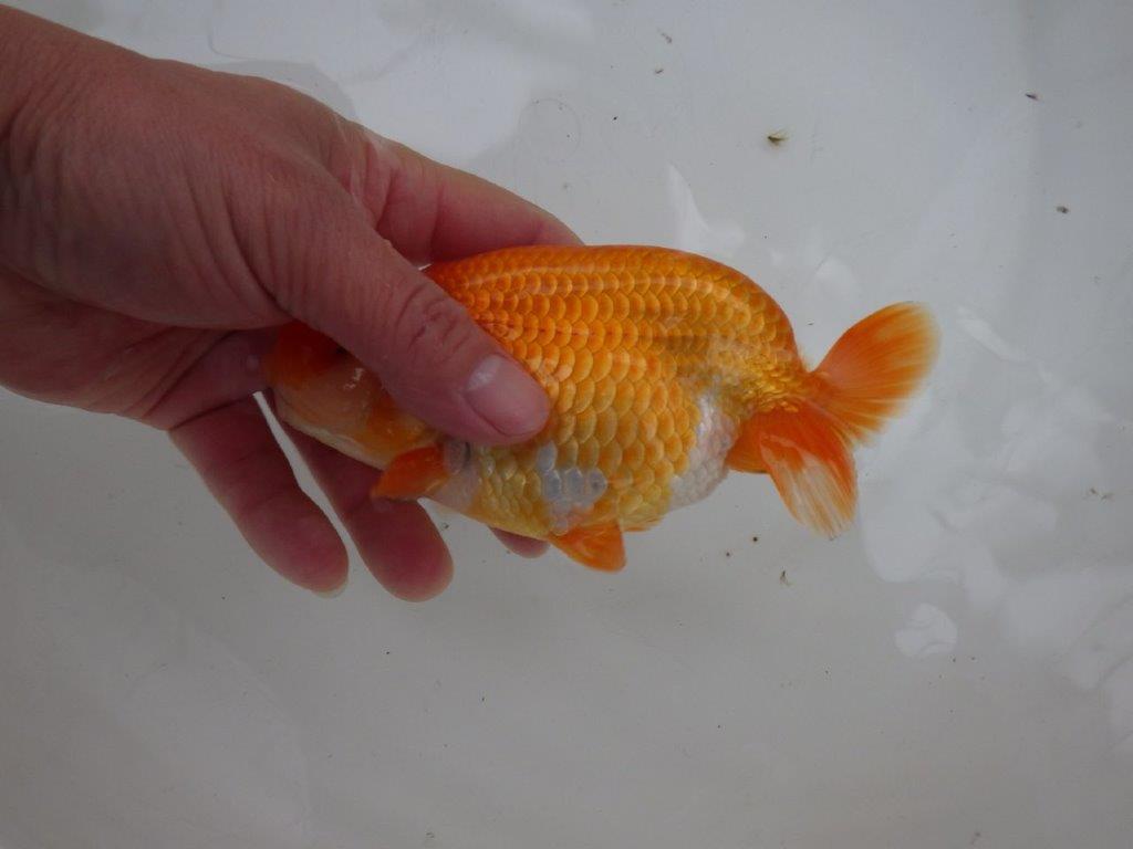 【 愛知ベテランブリーダー石黒氏 】二歳会に向けて！当歳らんちゅう 約1５㎝  四ッ尾 二本舵 メス