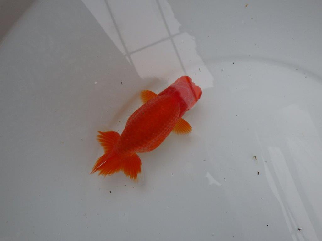 【浜松 根木 清次 氏】色艶が良く背も綺麗ならんちゅう 約11,5㎝  オス