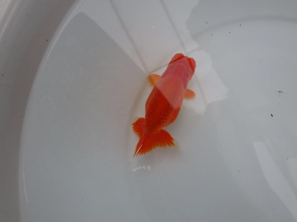 【浜松 根木 清次 氏】色艶が良く背も綺麗ならんちゅう 約11,5㎝  オス