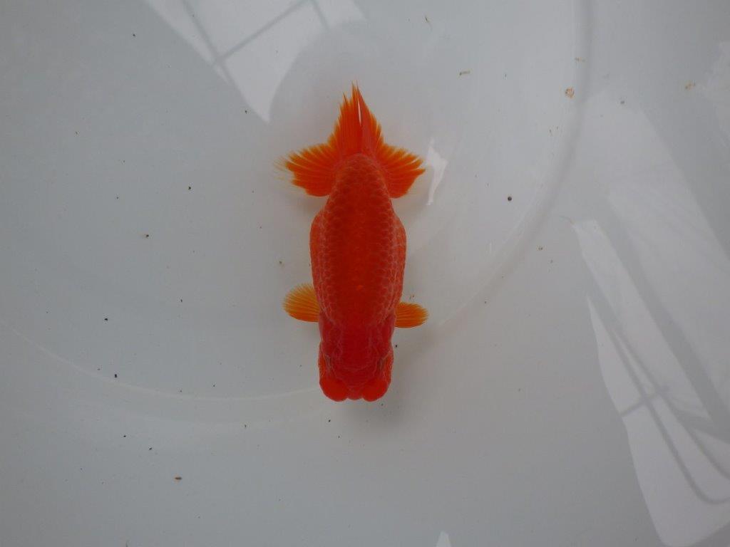 【浜松 根木 清次 氏】色艶が良く背も綺麗ならんちゅう 約11,5㎝  オス