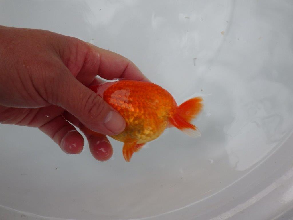 【浜松 根木 清次 氏】色艶が良く背も綺麗ならんちゅう 約11,5㎝  オス