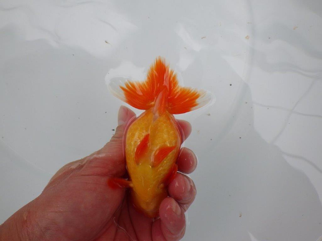 【浜松 根木 清次 氏】色艶が良く背も綺麗ならんちゅう 約11,5㎝  オス