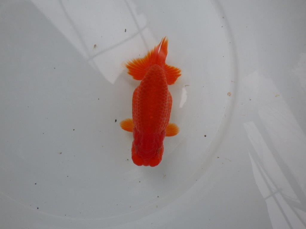 【浜松 根木 清次 氏】色艶が良く背も綺麗ならんちゅう 約11,5㎝  オス