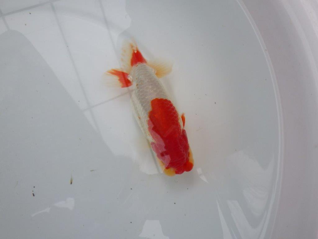 【浜松 根木 清次 氏】尾張りが良く二歳つくりにお勧めらんちゅう 約15㎝  オス