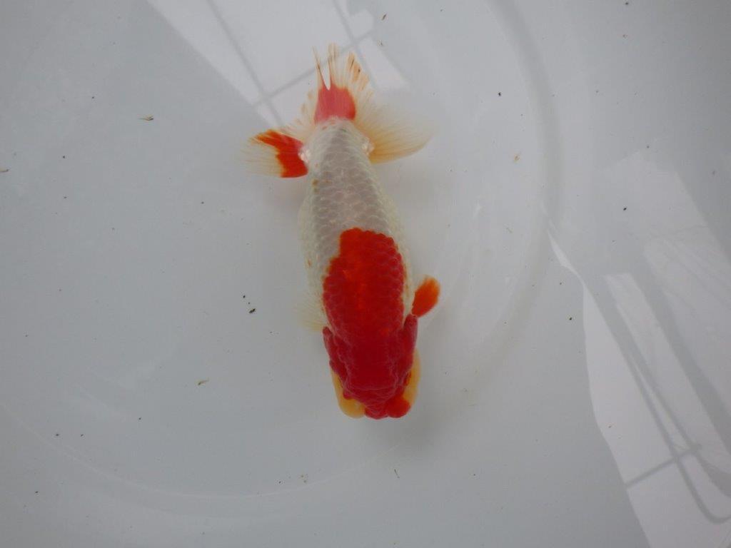 【浜松 根木 清次 氏】尾張りが良く二歳つくりにお勧めらんちゅう 約15㎝  オス