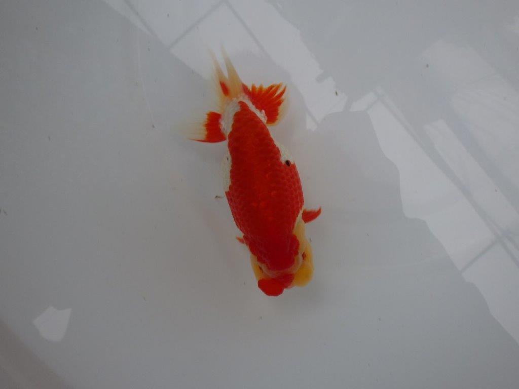 【浜松 根木 清次 氏】来春の二歳会に向けて飼い込みお勧めらんちゅう 約14㎝  オス