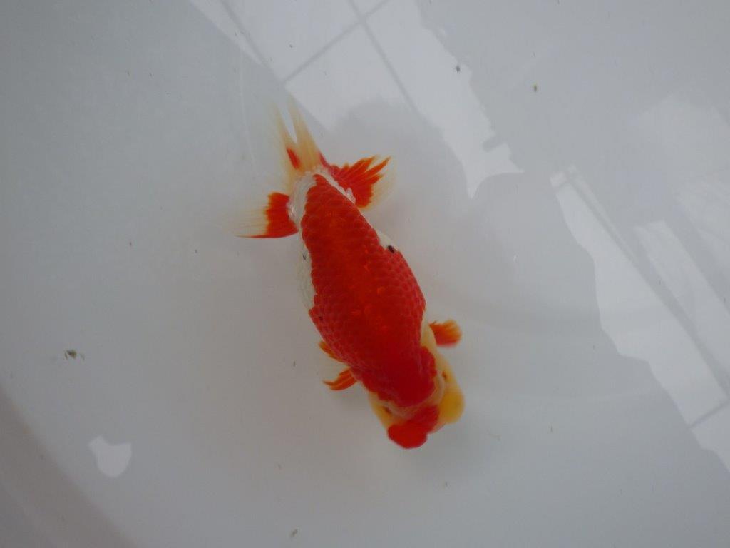 【浜松 根木 清次 氏】来春の二歳会に向けて飼い込みお勧めらんちゅう 約14㎝  オス