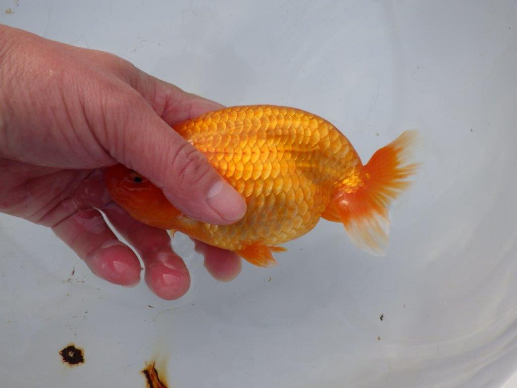 【 愛知超優良系統様】飼い込みお勧め！当歳らんちゅう 四ッ尾 二本舵 約1５,5㎝メス?