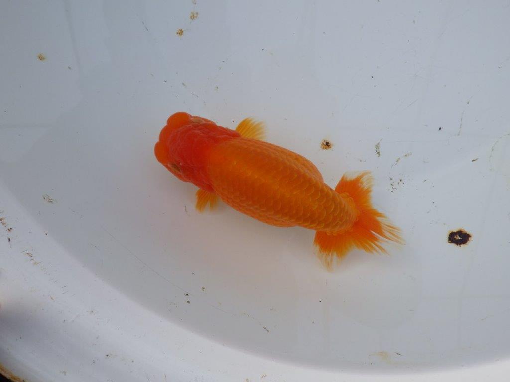 【 愛知超優良系統様】飼い込みお勧め！当歳らんちゅう 四ッ尾 二本舵 約1５,5㎝メス?