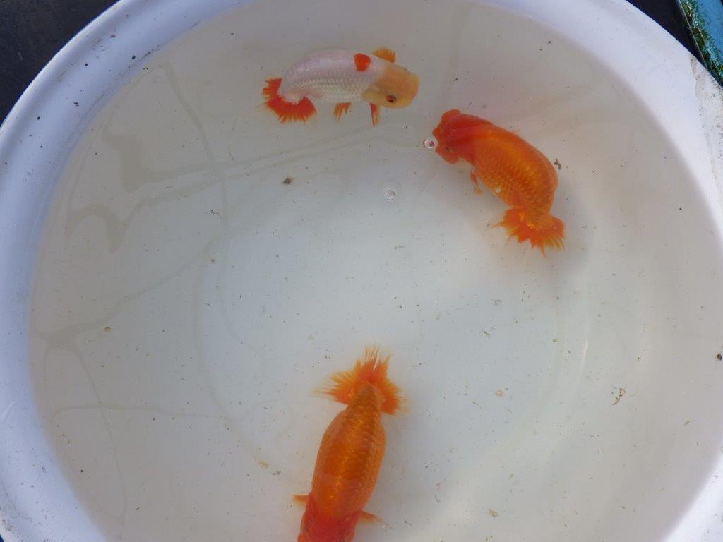 【 愛知超優良系統様】飼い込みお勧め！当歳らんちゅう 四ッ尾 二本舵 約1５,5㎝メス?