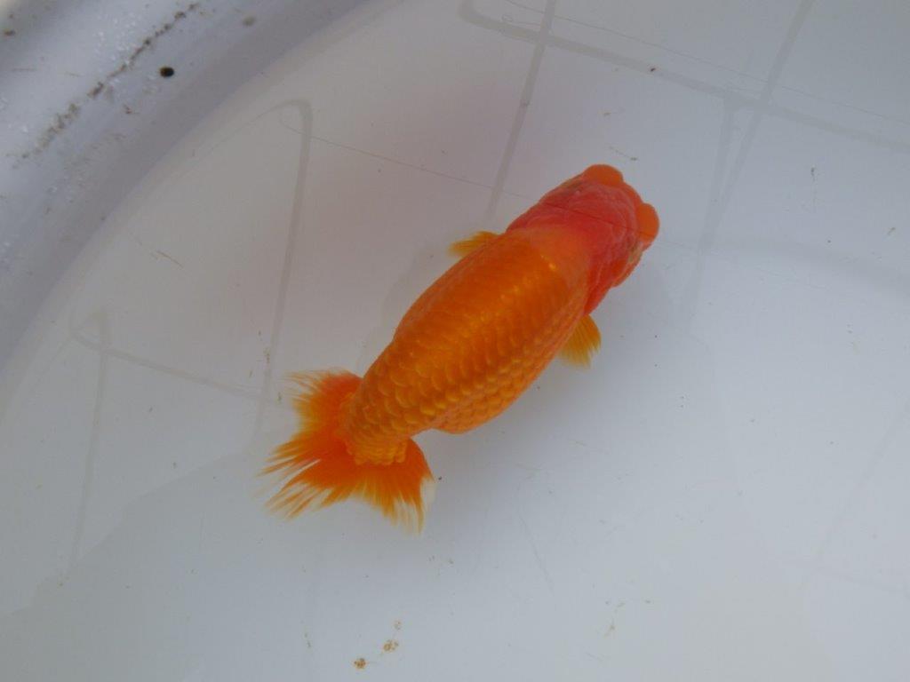 【 愛知超優良系統様】飼い込みお勧め！当歳らんちゅう 四ッ尾 二本舵 約1５,5㎝メス?