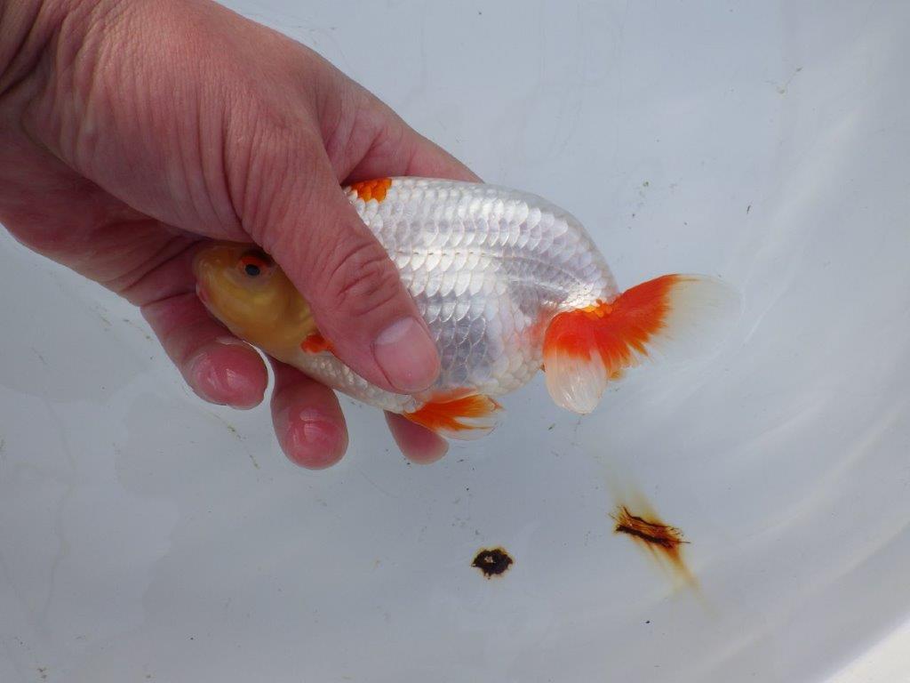 【 愛知超優良系統様】インパクトのある更紗 当歳らんちゅう 四ッ尾 二本舵 約15,5㎝ オス