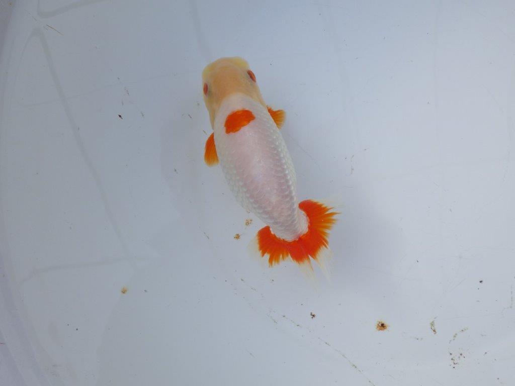 【 愛知超優良系統様】インパクトのある更紗 当歳らんちゅう 四ッ尾 二本舵 約15,5㎝ オス