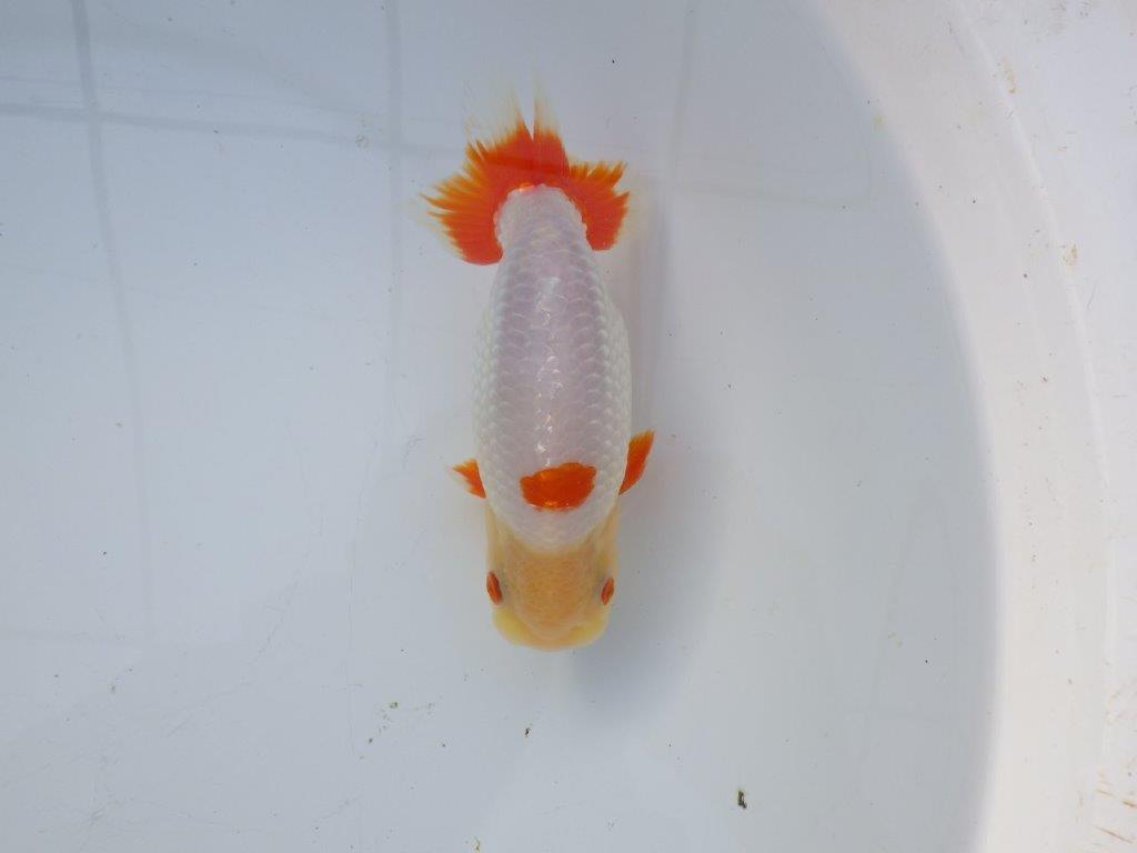 【 愛知超優良系統様】インパクトのある更紗 当歳らんちゅう 四ッ尾 二本舵 約15,5㎝ オス