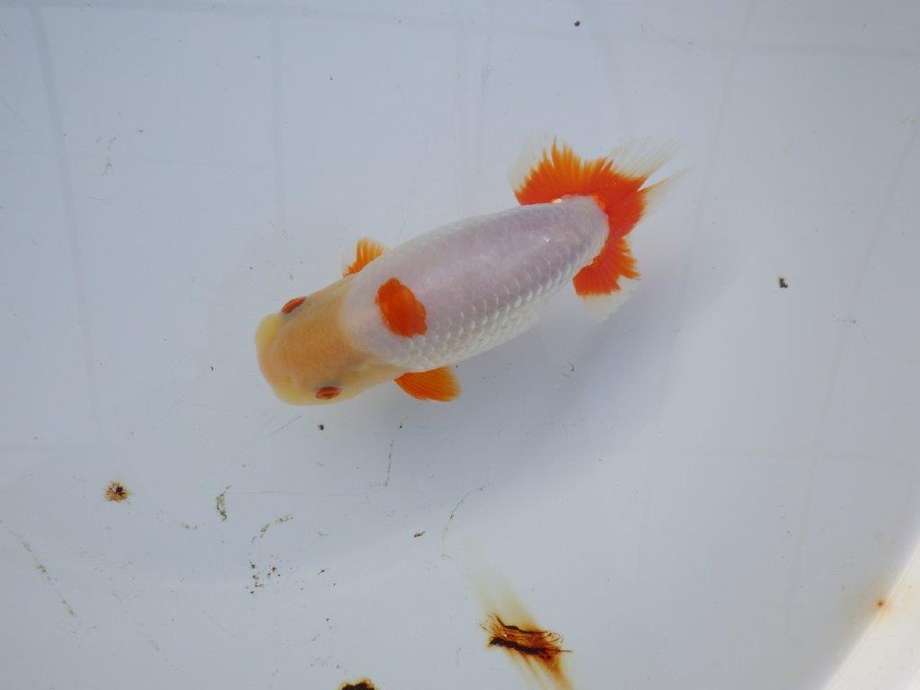 【 愛知超優良系統様】インパクトのある更紗 当歳らんちゅう 四ッ尾 二本舵 約15,5㎝  オスの上身