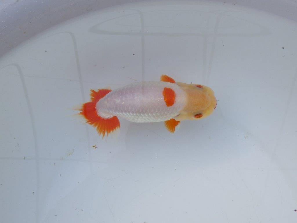 【 愛知超優良系統様】インパクトのある更紗 当歳らんちゅう 四ッ尾 二本舵 約15,5㎝ オス