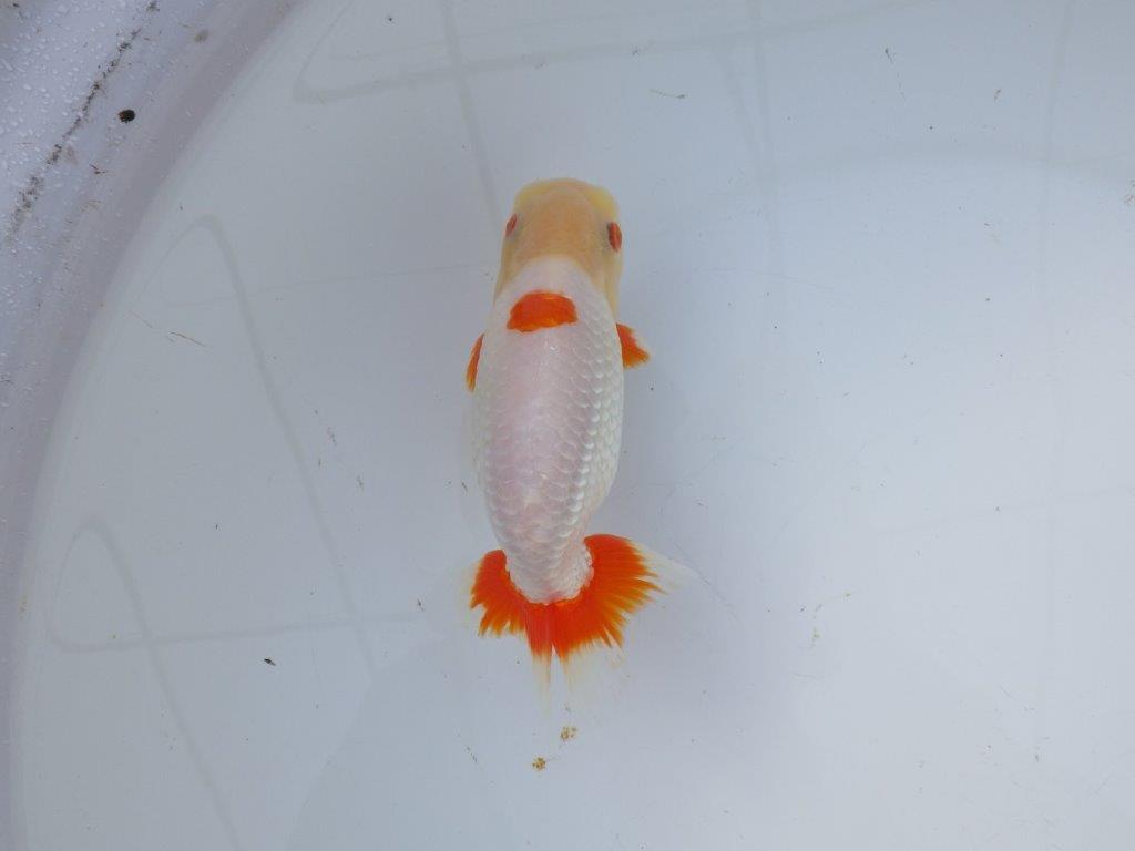 【 愛知超優良系統様】インパクトのある更紗 当歳らんちゅう 四ッ尾 二本舵 約15,5㎝ オス