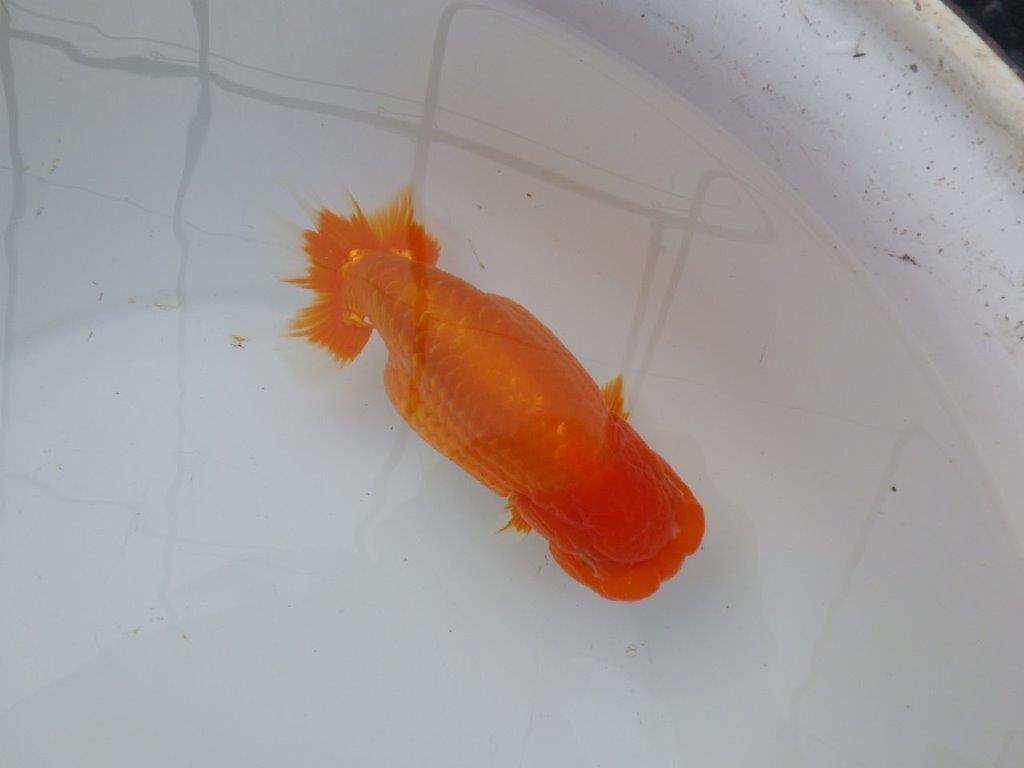 【 愛知超優良系統様】背も綺麗で大きめサイズ 当歳らんちゅう 四ッ尾 二本舵 約16,5㎝  メス？