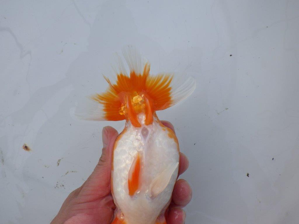 【 愛知超優良系統様】背も綺麗で大きめサイズ 当歳らんちゅう 四ッ尾 二本舵 約16,5㎝  メス？