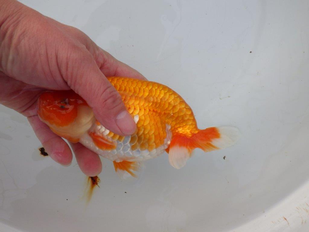 【 愛知超優良系統様】背も綺麗で大きめサイズ 当歳らんちゅう 四ッ尾 二本舵 約16,5㎝  メス？