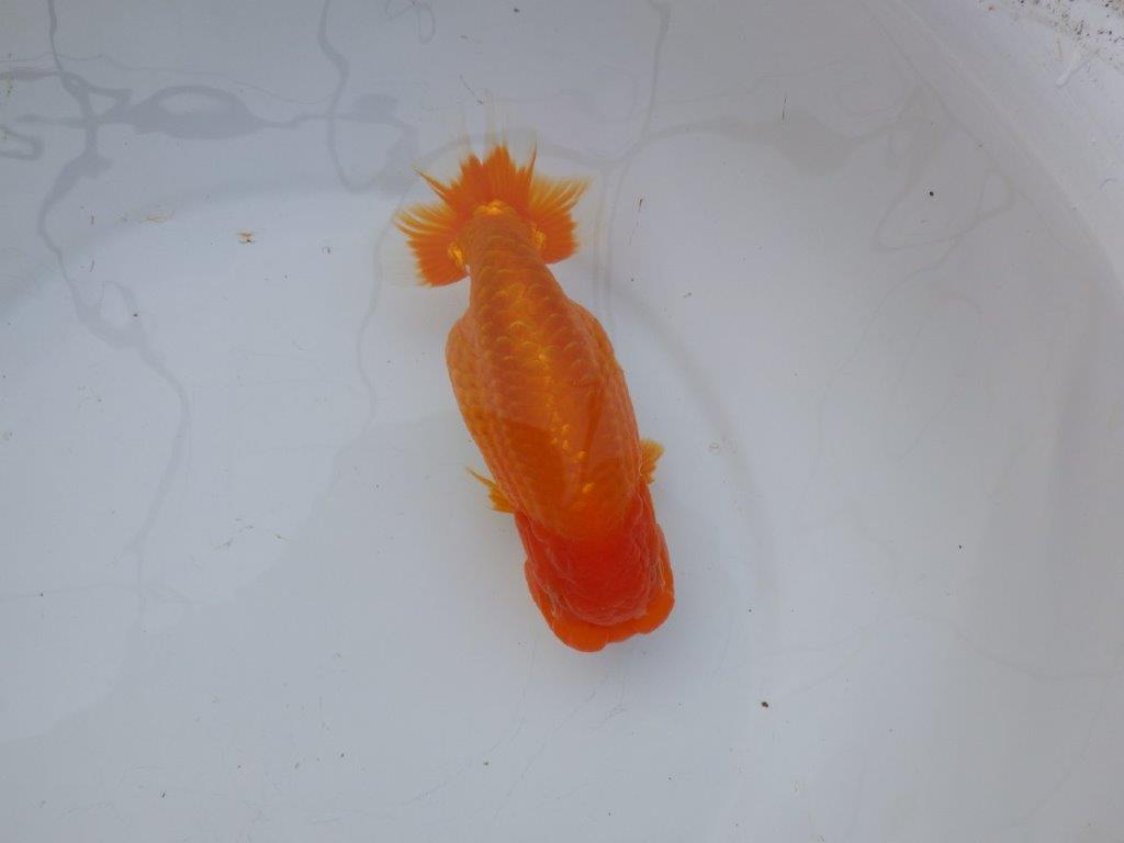 【 愛知超優良系統様】背も綺麗で大きめサイズ 当歳らんちゅう 四ッ尾 二本舵 約16,5㎝  メス？