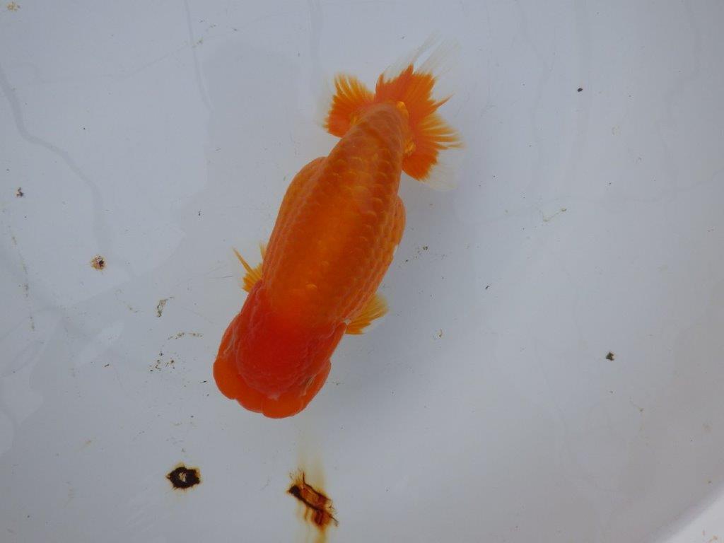 【 愛知超優良系統様】背も綺麗で大きめサイズ 当歳らんちゅう 四ッ尾 二本舵 約16,5㎝  メス？の上身