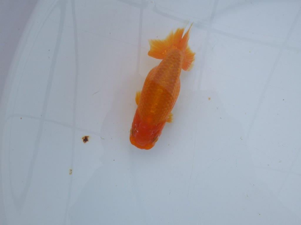 【 愛知超優良系統様】管理魚当歳らんちゅう A 四ッ尾 二本舵 約11,5㎝  メス？