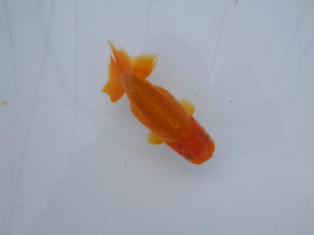 【 愛知超優良系統様】管理魚当歳らんちゅう A 四ッ尾 二本舵 約11,5㎝  メス？