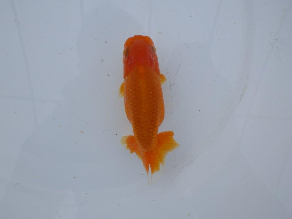 【 愛知超優良系統様】管理魚当歳らんちゅう A 四ッ尾 二本舵 約11,5㎝  メス？の上身