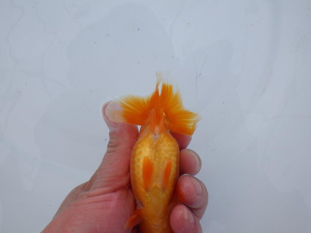 【 愛知超優良系統様】管理魚当歳らんちゅう A 四ッ尾 二本舵 約11,5㎝  メス？